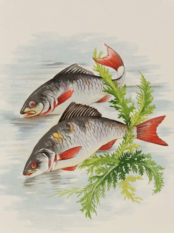 Salins France-Set di Piatti Vintage da Pesce per la Tua Tavola - immagine 11